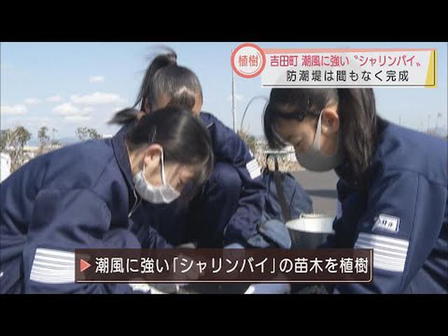 画像: 3.11から11年… 完成間近の防潮堤を鮮やかに 中学生がシャリンバイを植樹 静岡・吉田町 youtu.be