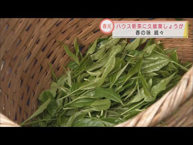 画像: 春の香り静岡県内に 新茶の初摘み、葉しょうが収穫… 今年の出来栄えは youtu.be
