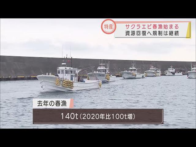 画像: サクラはサクラでも「サクラエビ」の方です 春漁解禁から4日目できょう初漁 静岡市由比港 youtu.be