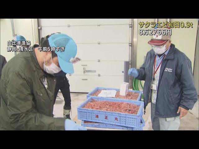 画像: ルビー色に輝く「海の宝石」サクラエビ初競り 価格には近年の不漁が影響し… 静岡・由比港 youtu.be