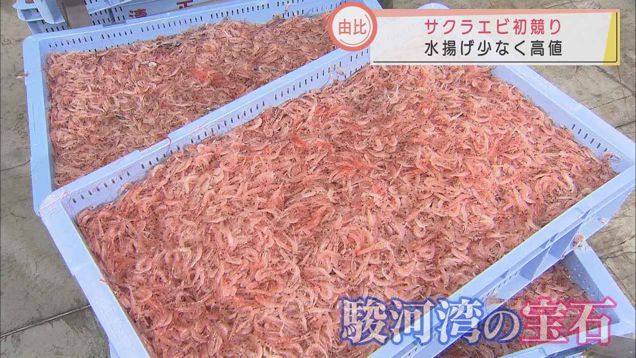 画像: 『駿河湾の宝石』サクラエビの初競り 水揚げ量は去年の半分以下…高値で取引 静岡市 youtu.be