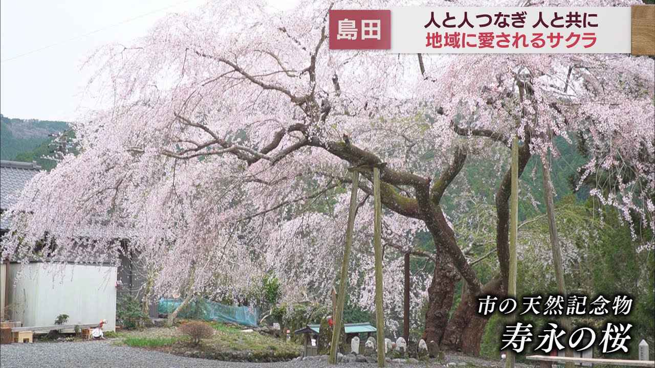 画像: 【映像スケッチ】大井川鉄道沿いのサクラ　静岡・島田市 youtu.be