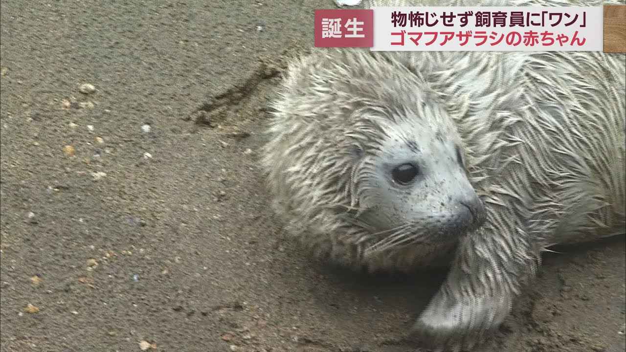 画像: 「今が一番かわいい時期…」 ゴマフアザラシの赤ちゃんが誕生 静岡・沼津市の伊豆・三津シーパラダイス youtu.be