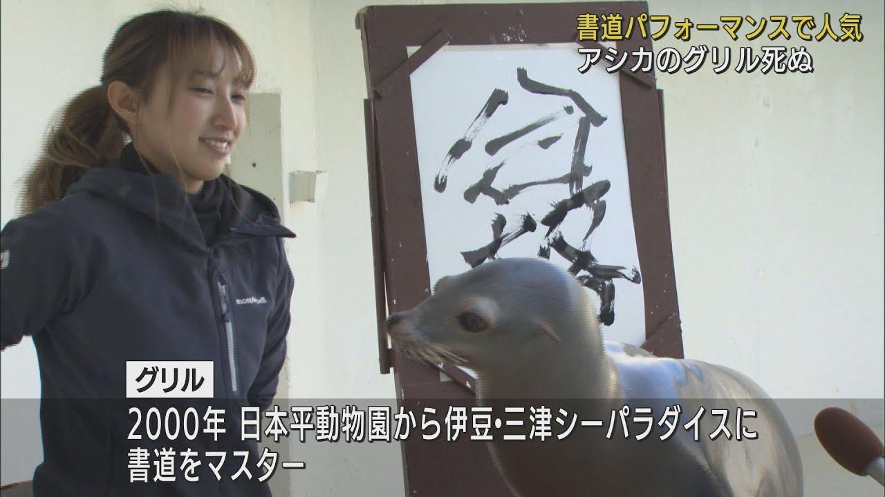 画像: 書道パフォーマンスが人気のアシカ ・グリル死ぬ　伊豆・三津シーパラダイス「残念です…」　静岡・沼津市 youtu.be