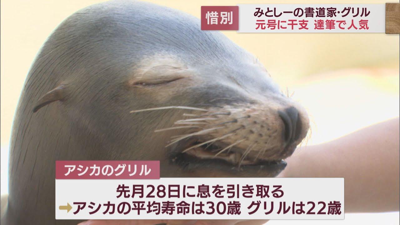 画像: 「書道家」のアシカ グリルが天国へ 伊豆・三津シーパラダイスの人気者 静岡・沼津市 youtu.be