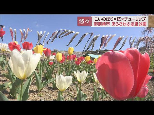 画像: こいのぼりが青空を悠々と 色鮮やか桜とチューリップが共演 静岡・御前崎市 youtu.be
