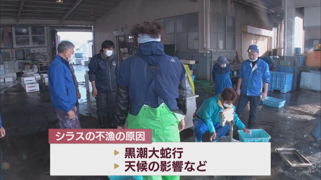 画像2: この日の価格は去年の２倍　仲買人「モノはいいけど高すぎ」