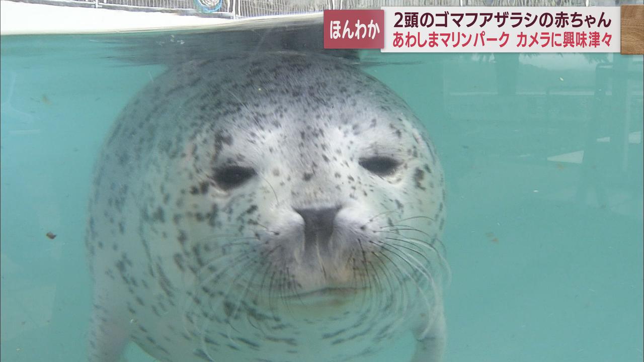 画像: 撮影のカメラに興味津々