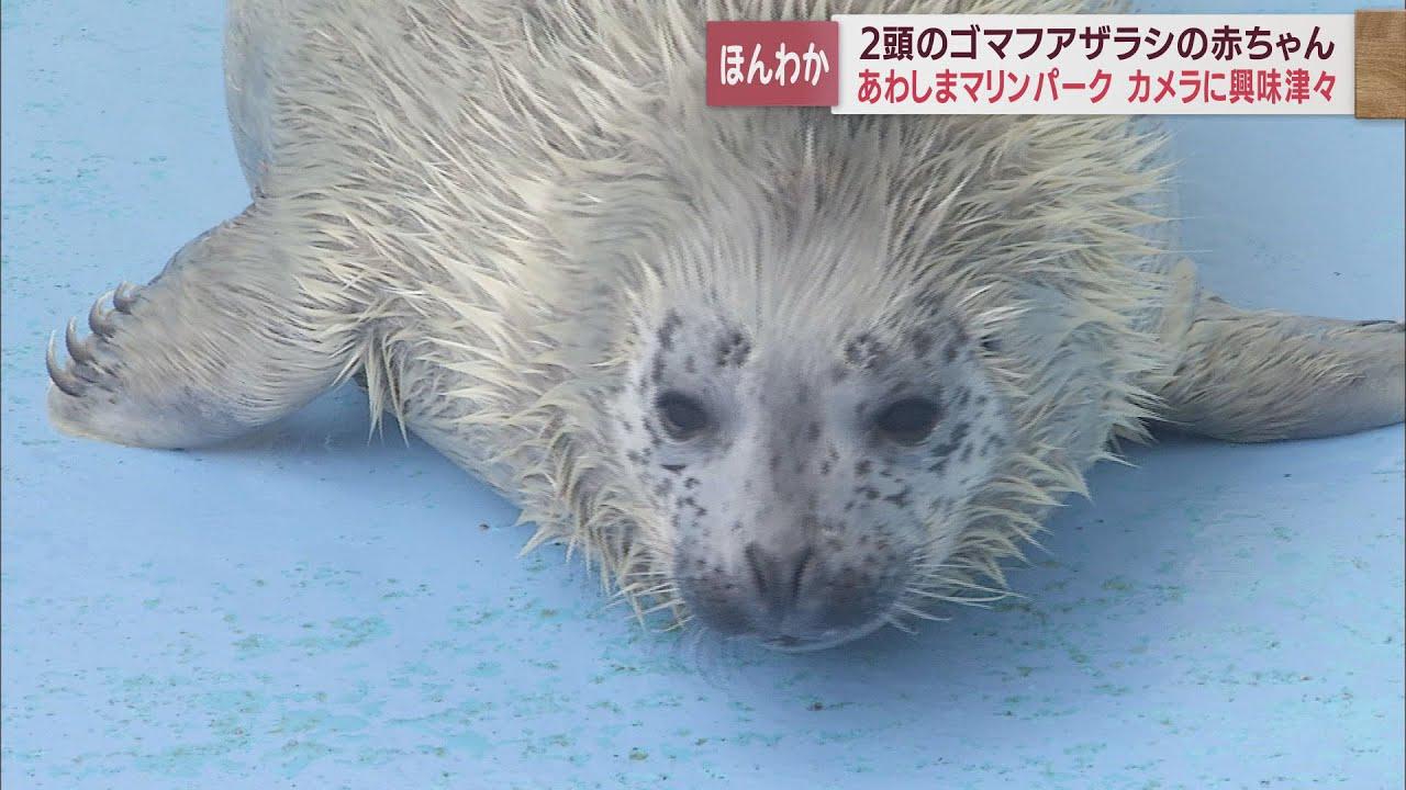 画像: ２頭の新アイドル誕生…　ゴマフアザラシの赤ちゃんダブル出産　静岡・沼津市 youtu.be