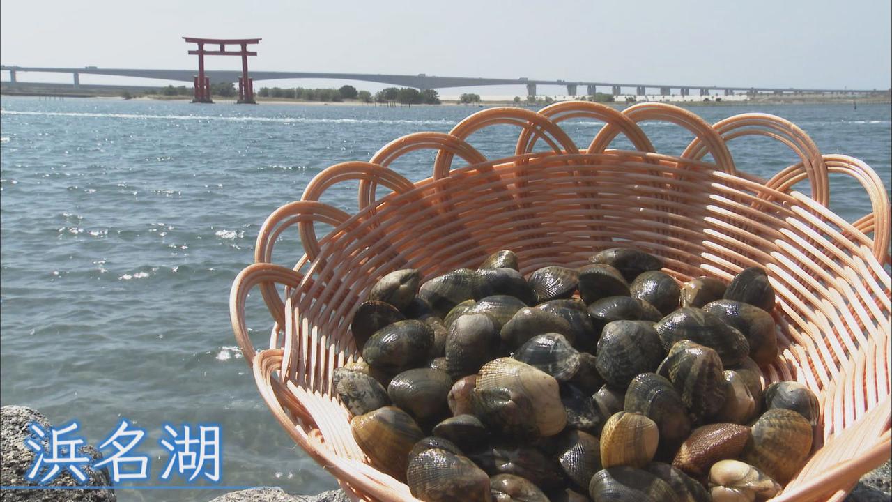 画像: ピーク時の60分の1…アサリ激減 新プロジェクトは栄養価高いプランクトンの培養…秘密兵器は光 浜名湖
