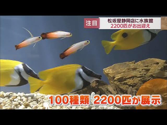 画像: 水族館がデパートの7階にオープン　「駅前エリアの起爆剤に…」　松坂屋静岡店が大規模リニューアル youtu.be