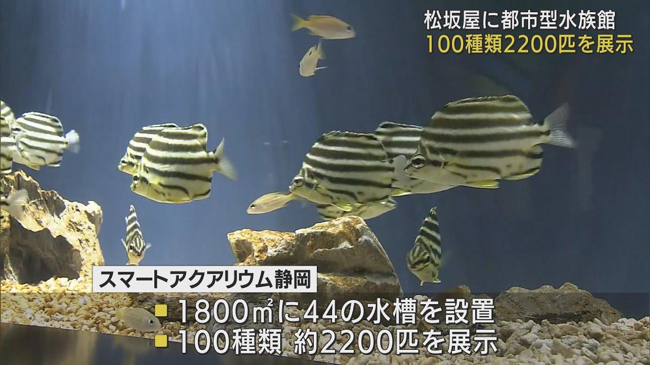 画像: 100種類2200匹を展示 都市型水族館が7階にオープン 松坂屋静岡店が25年ぶりに大規模リニューアル youtu.be