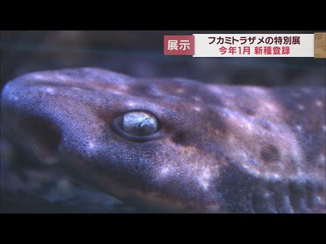 画像: 名前のないまま飼育されて40年…ついに新種登録され命名　その名は「フカミトラザメ」　静岡・下田海中水族館 youtu.be
