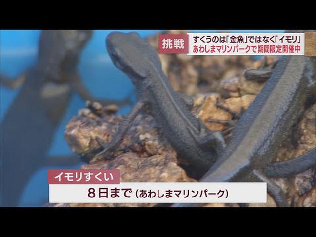 画像: 「金魚すくい」ならぬ「イモリすくい」? あわしまマリンパークでGW限定の催し 静岡・沼津市 youtu.be