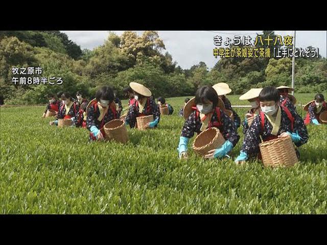 画像: きょう5月2日は八十八夜　中学生の「茶娘」や「茶息子」が新茶摘み　静岡・牧之原市 youtu.be