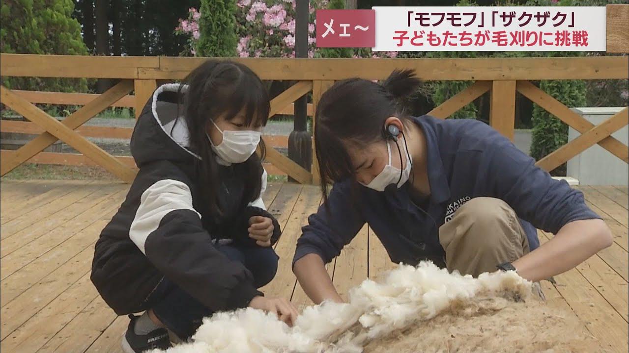 画像: 1頭で子ども用のセーター5、6着分 ヒツジの毛刈り体験会 静岡・富士宮市 youtu.be