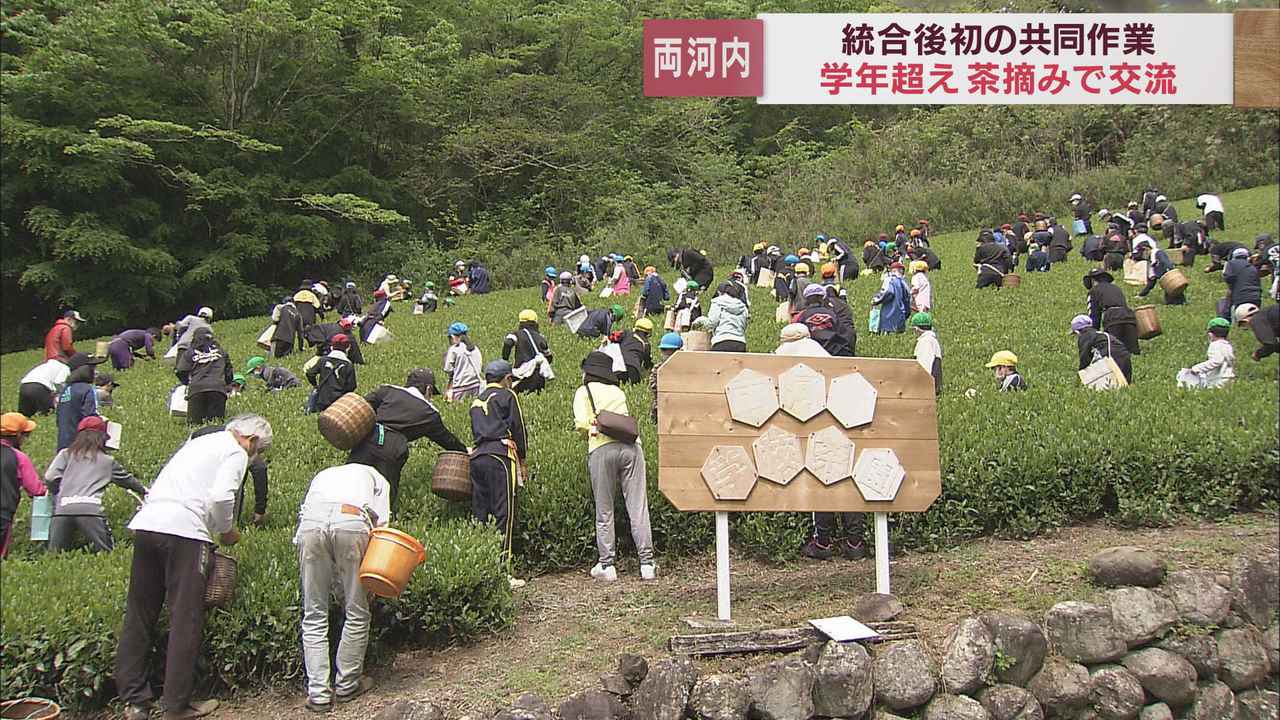 画像: 児童生徒全員で初めての共同作業 4校統合の小中一貫校がお茶摘みで交流 静岡市