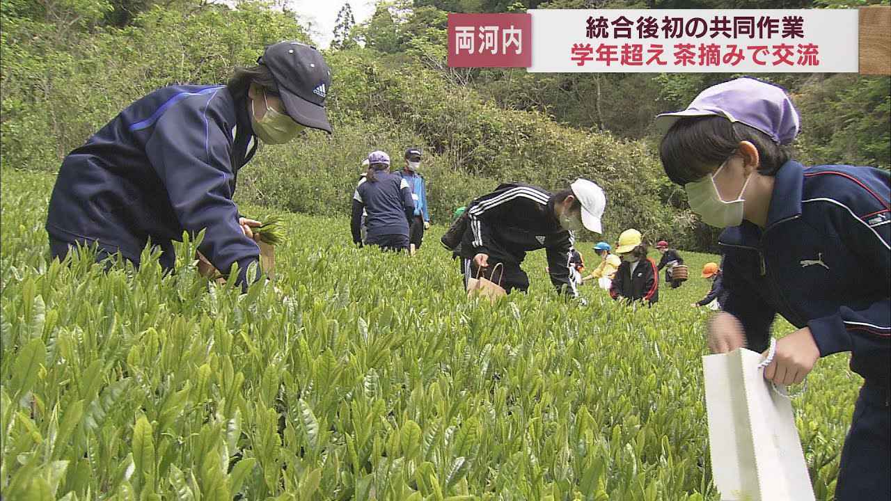 画像: 児童生徒全員で初めての共同作業 4校統合の小中一貫校がお茶摘みで交流 静岡市 youtu.be