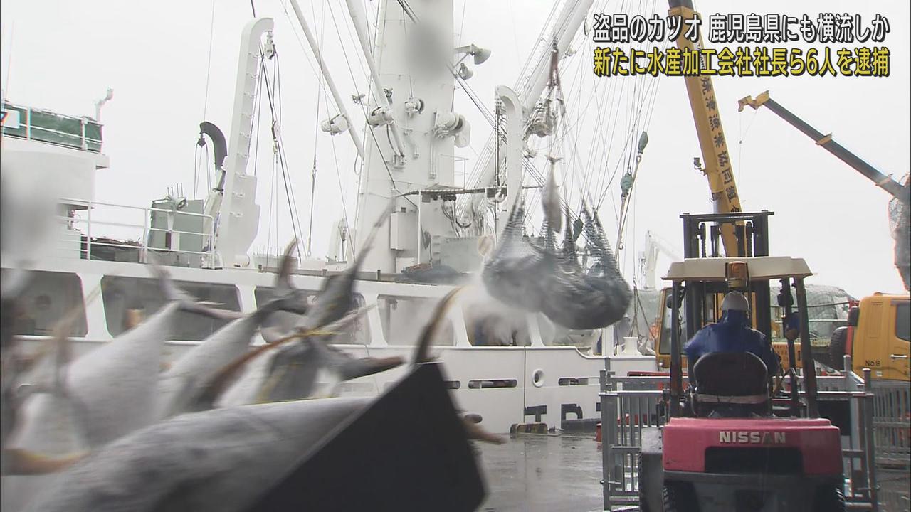 画像: 鹿児島県に横流ししたか カツオ窃盗事件で新たに6人を逮捕 静岡・焼津漁港