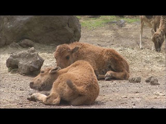 画像: 今だけの貴重な姿? アメリカバイソンの赤ちゃんが人気 静岡・富士サファリパーク youtu.be