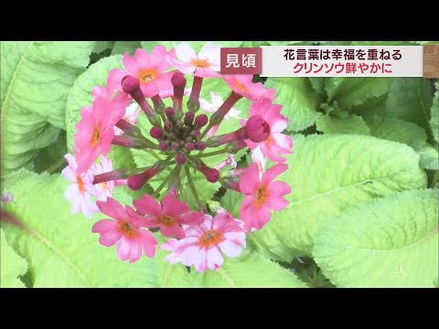 画像: 花言葉は「幸福を重ねる」クリンソウの花が見頃迎える 静岡・磐田市 youtu.be