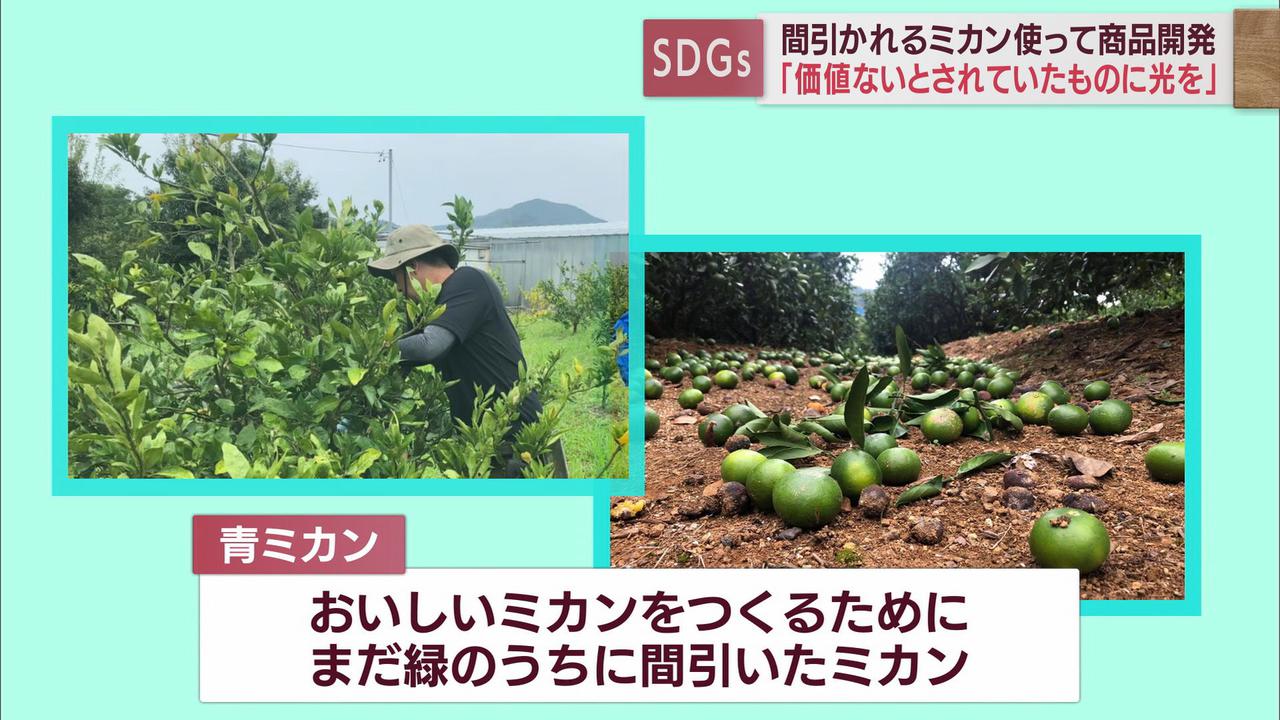 画像: 摘果された青みかん 環境にも負荷