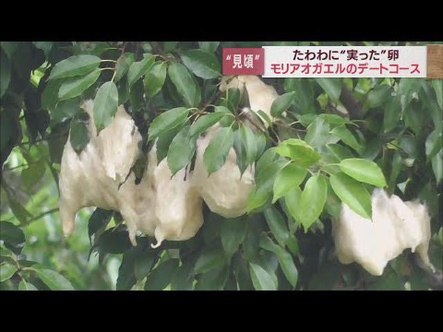 画像: カシの木にたわわに実った果実? この時期だけ、モリアオガエルの卵です 静岡・島田市 youtu.be