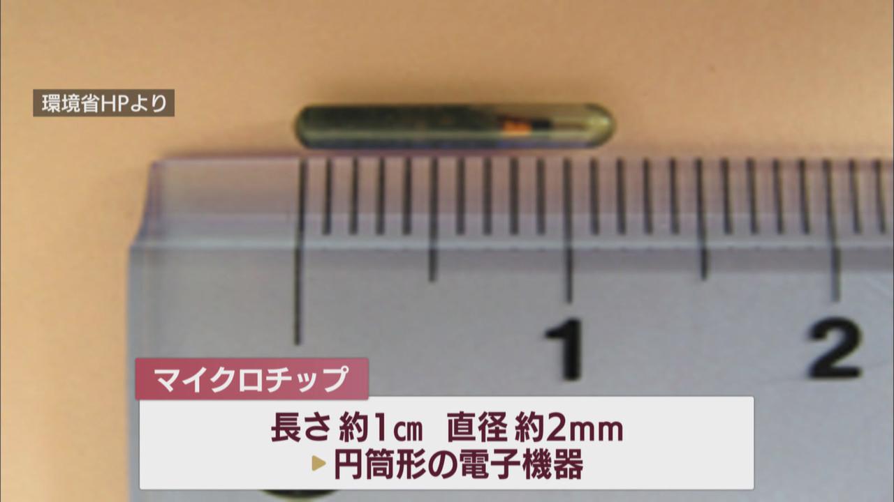 画像2: マイクロチップを挿入