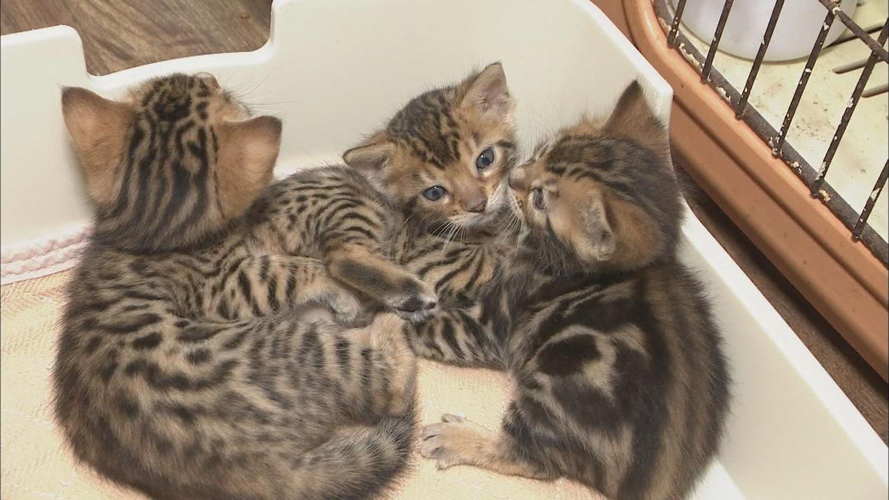 画像: 「自分の犬とはっきりわかる」「ちょっとかわいそう」 犬や猫にマイクロチップ埋め込み義務化へ 阪神大震災きっかけに議論