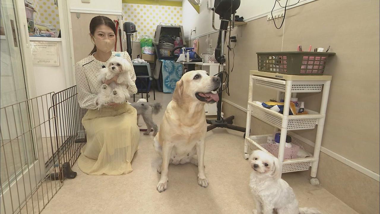 画像: ペットショップでは…