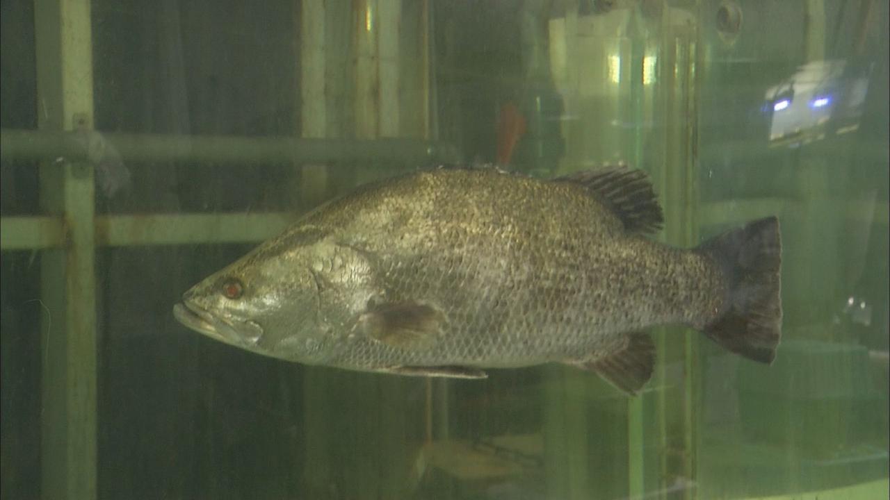画像: 「日本3大怪魚」のアカメ