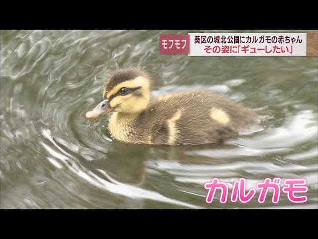 画像: カルガモの赤ちゃん　誕生から2週間で泳ぎはスイスイ、でも歩きはよちよち…「飼いたい」「ギューしたい」　　静岡市・城北公園 youtu.be