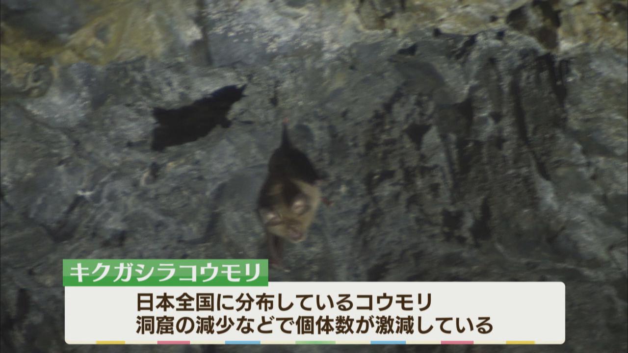画像3: お化け屋敷のようなトンネル