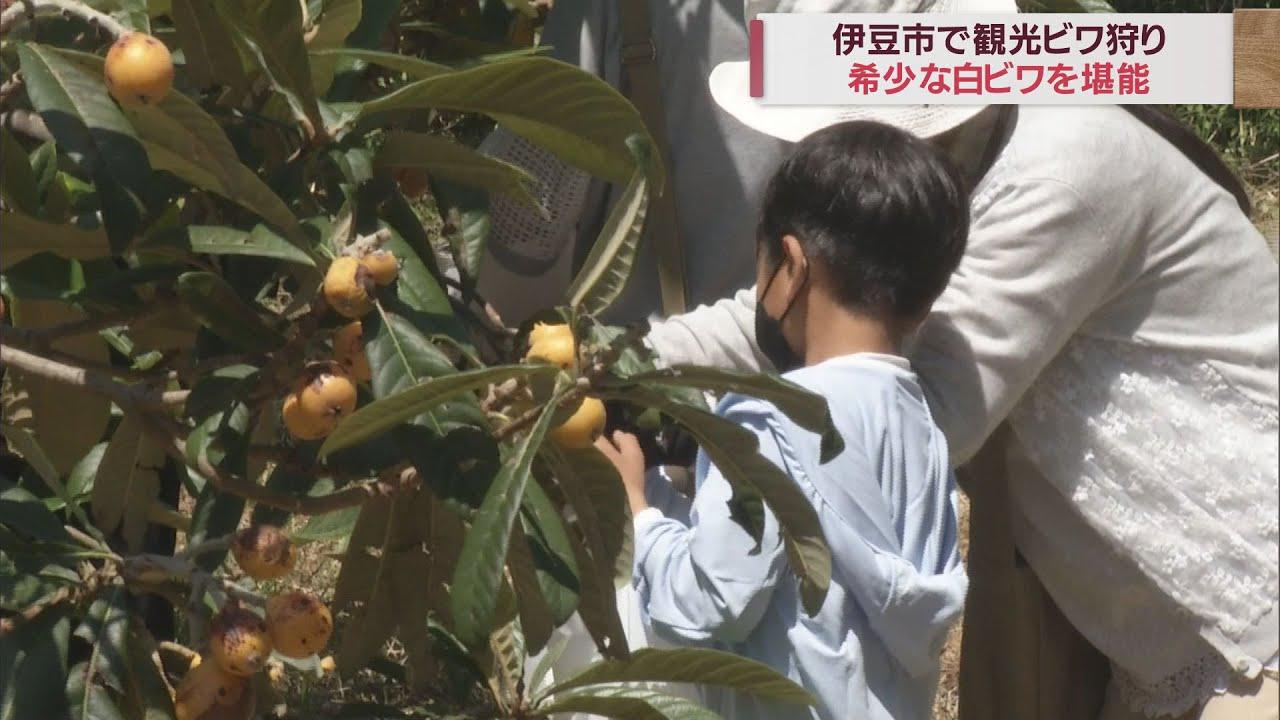 画像: 国内で唯一白ビワを生産する土肥地区でビワ狩り始まる　静岡・伊豆市 youtu.be