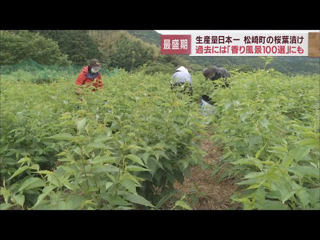 画像: 桜もちを包む甘い香りの桜の葉 生産量日本一は静岡・松崎町 収穫の最盛期迎える youtu.be