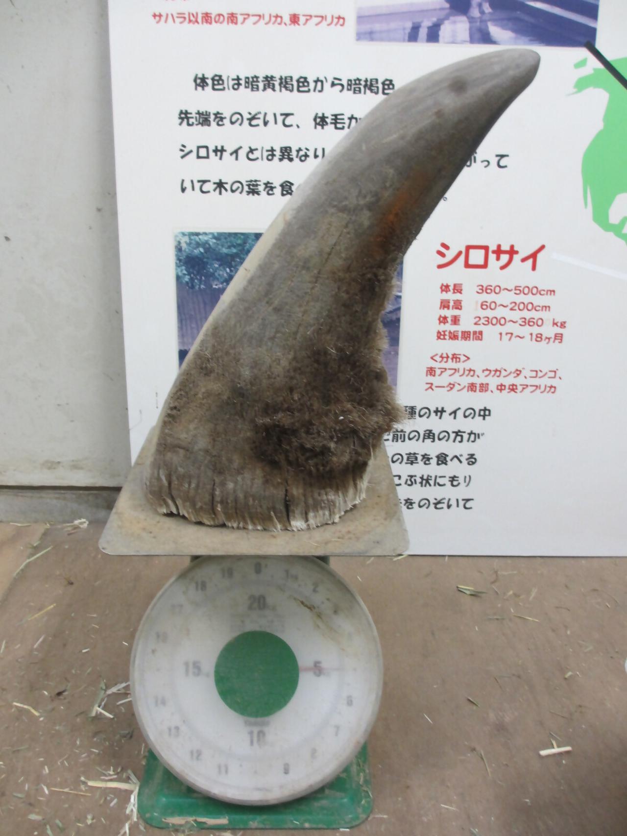 画像: 被害に遭った「ツノ」 (日本平動物園提供)