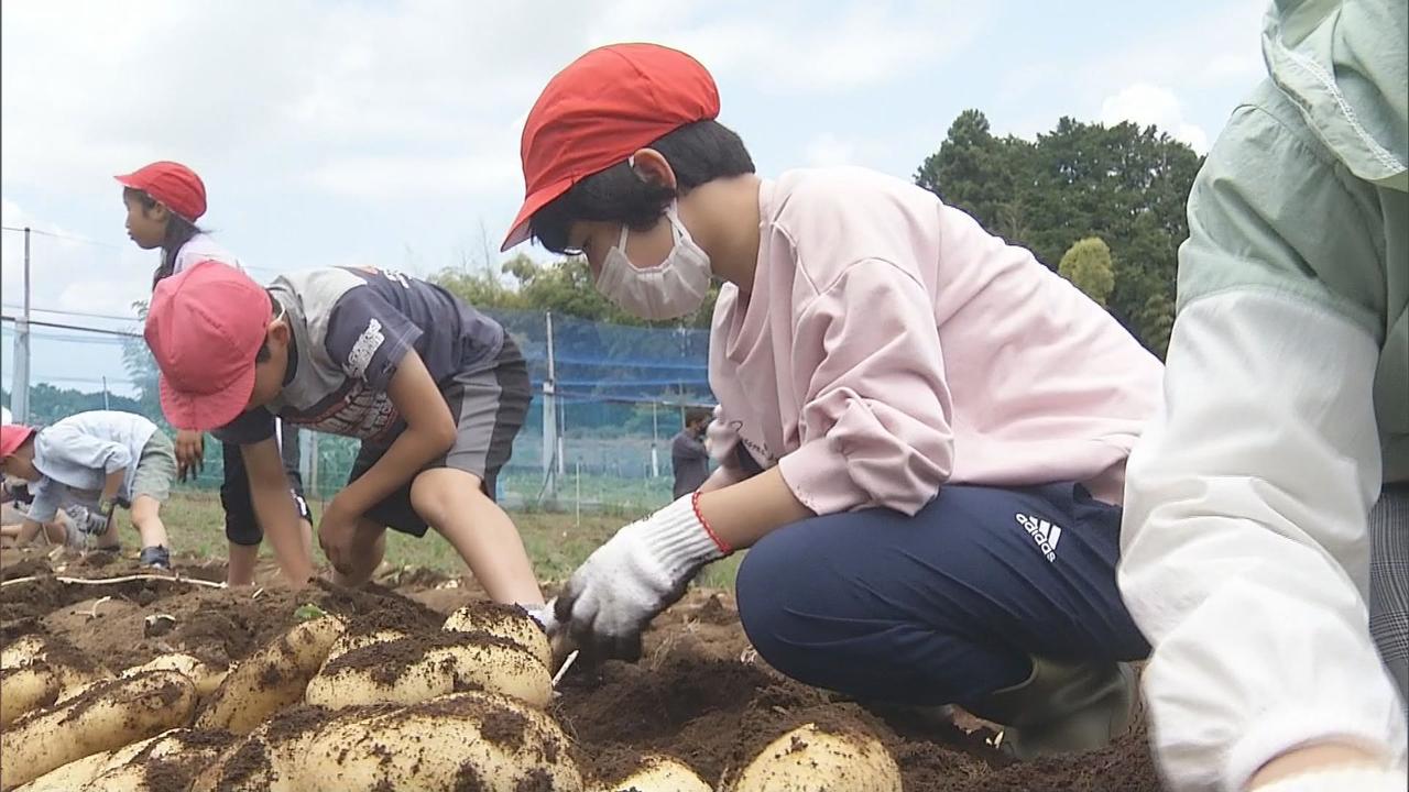画像: みんなで育てたジャガイモを給食で… 栄養たっぷりの三島野菜を児童らが収穫「苦労がわかってさらに美味しく」 静岡・三島市