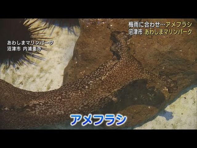 画像: 梅雨の時季に「雨降らし」(アメフラシ)展示 飼育担当者「言葉で表しにくい触り心地」 静岡県沼津市・あわしまマリンパーク youtu.be