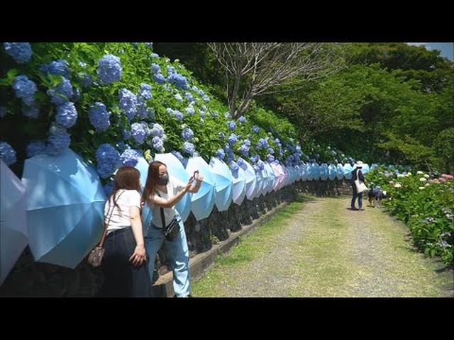 画像: 【カメラマンスケッチ】3000株のアジサイが見ごろ　人工物と自然のコラボレーションも　静岡・袋井市　法多山 youtu.be