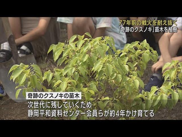 画像: 77年前の静岡大空襲　戦火を耐え抜いた「奇跡のクスノキ」　挿し木から育てた苗木を小学校で植樹 youtu.be