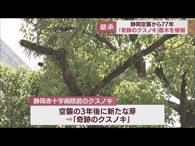 画像: 「これからも大切に育てよう…」 77年前の大空襲を生き延びた「奇跡のクスノキ」 静岡市の小学校で苗木を植樹 youtu.be