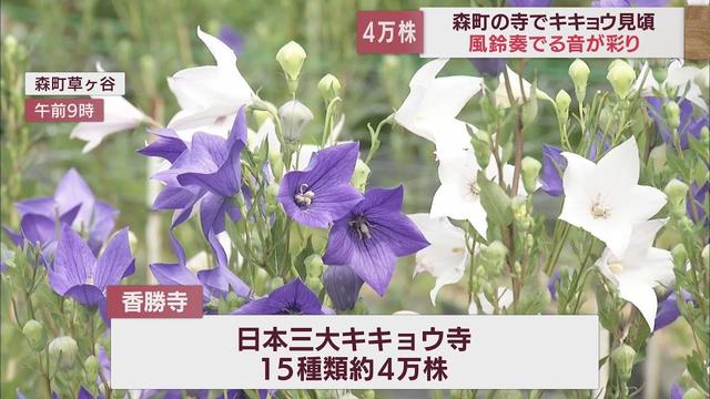 画像: 色鮮やかな花が風に揺れると清らかな風鈴の音が聞こえて…静岡・森町の香勝寺で4万株のキキョウ見頃 youtu.be