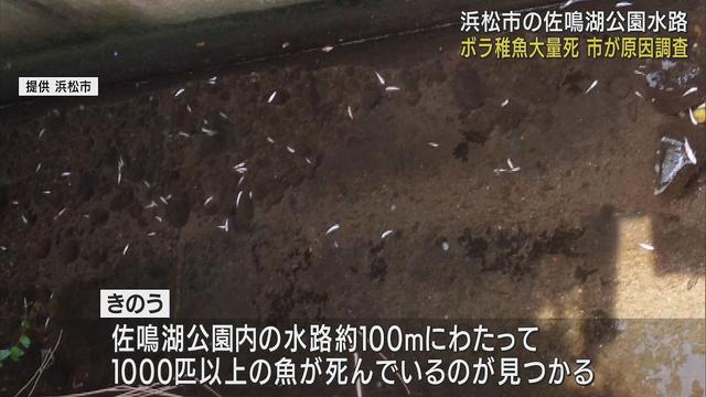 画像: 公園内の水路で1000匹以上の魚が死ぬ 水質の簡易検査では異常なし…原因を調査 浜松市 youtu.be