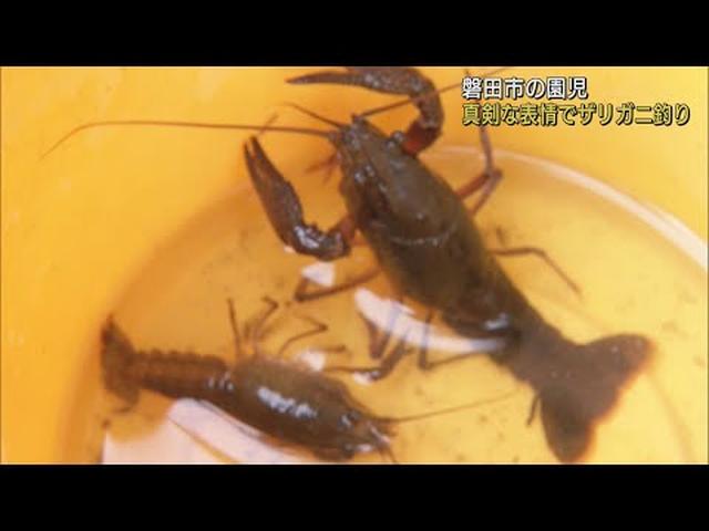 画像: エサはスルメやちくわ 園児たちがザリガニ釣り…あと少しのところで落ちてガッカリの場面も 静岡・磐田市 youtu.be