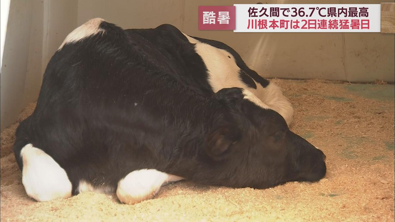 画像: 暑さに弱いウシにも変化が…