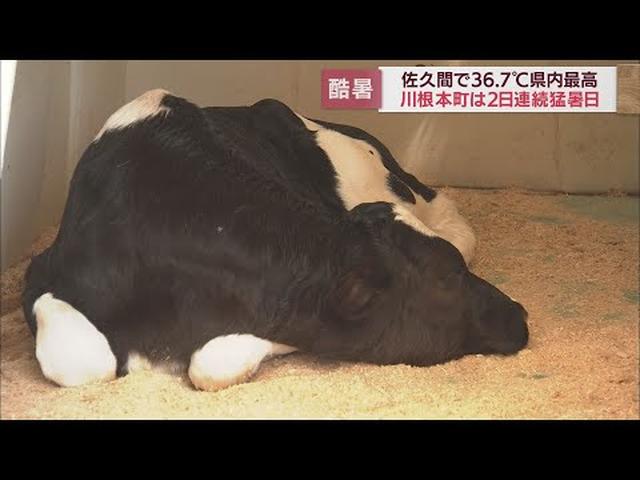 画像: 浜松市佐久間で県内最高の36.7度 静岡県内はきょうも異例の暑さ 熱中症で25人搬送 様々な影響も… youtu.be