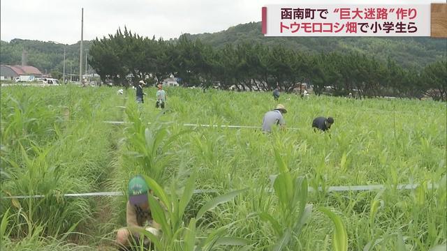 画像: 4万本のとうもろこしで「巨大迷路」作り 7月23日オープン 静岡・函南町 youtu.be