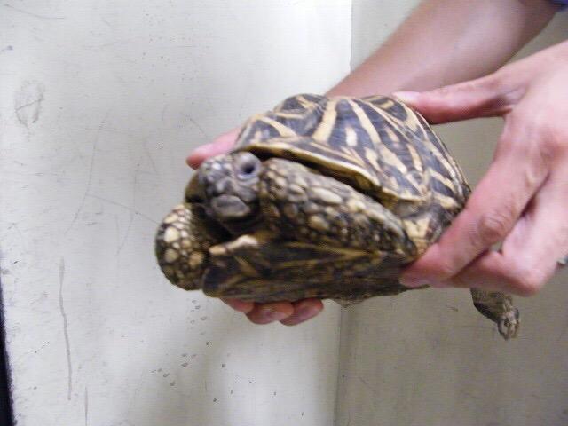 画像1: カメの落とし物？　体長約20センチ　甲羅の放射状の線が特長　静岡市