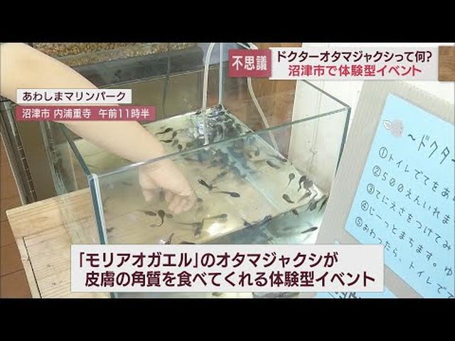 画像: 手の角質を食べてくれる「ドクターフィッシュ」ならぬ「ドクターオタマジャクシ」が人気 静岡・沼津市あわしまマリンパーク youtu.be