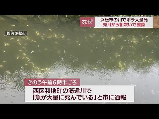 画像: 魚の大量死が続く浜松市 150メートルにわたってボラの稚魚1万匹以上が死ぬ youtu.be